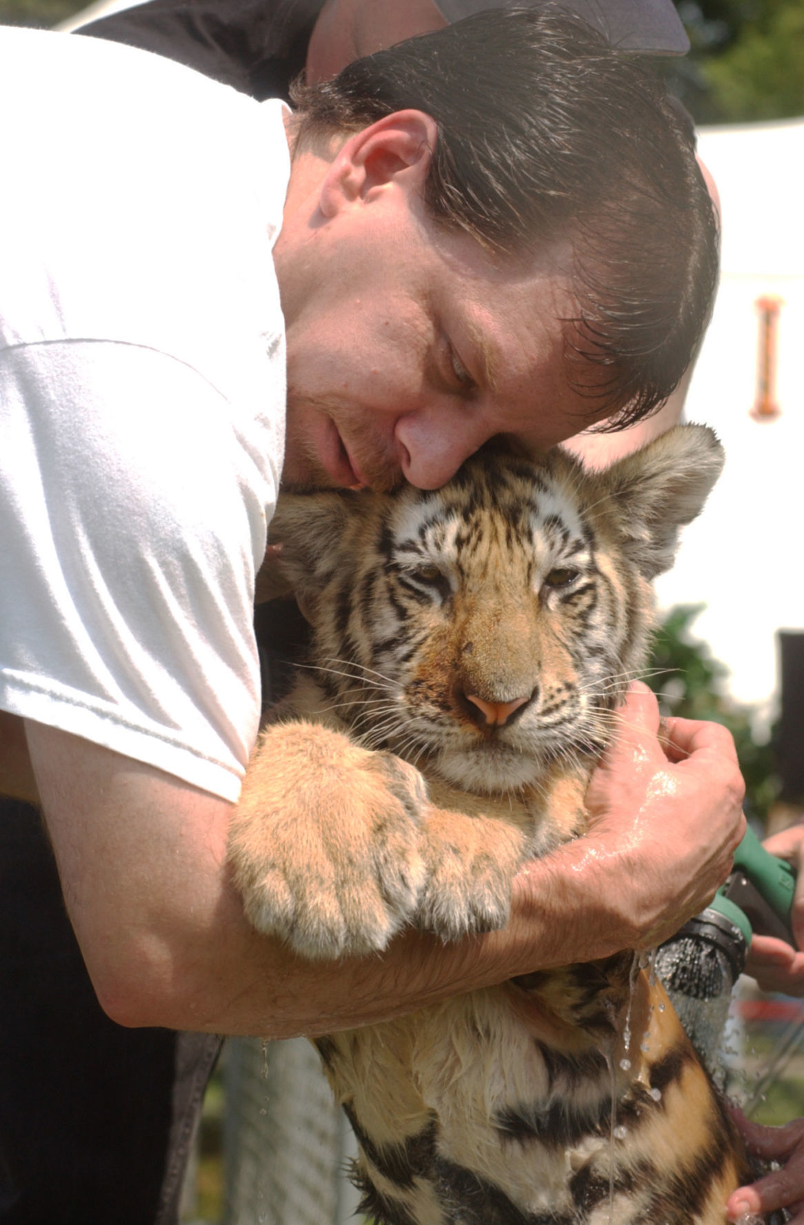 Tigers-at-the-fair-010